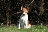 BASENJI 099